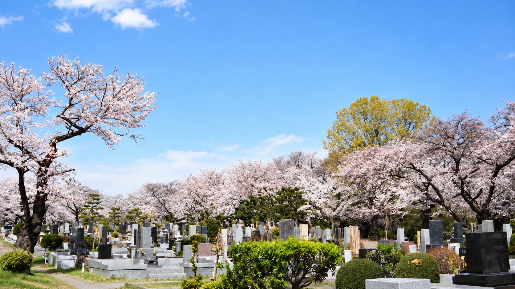 桜並木と墓石が広がる明るい霊園