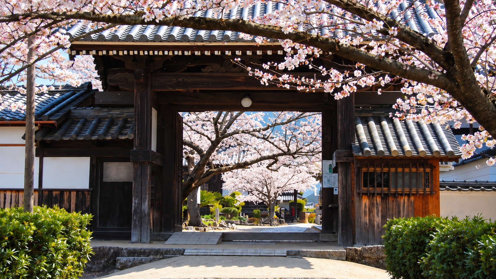 桜に囲まれた寺院の山門と境内へ続く道